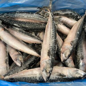 Pescados de caballa congelados en una bolsa azul