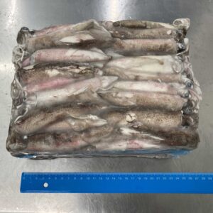 calamares congelados en bloque a la venta en el mercado de pescado, colocados en una mesa gris con una regla azul oscura