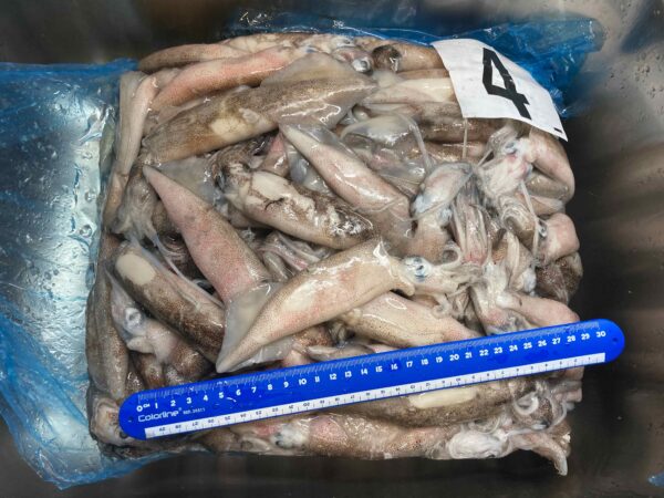 calamares congelados en bloque a la venta en el mercado de pescado, dispuestos en una caja y en una bolsa, con el número 4 de pegatina encima y una regla azul oscura también encima