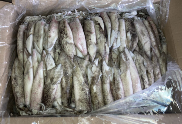 calamares congelados en bloque a la venta en el mercado de pescado, dispuestos en una caja y en una bolsa