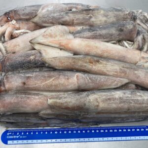 potes congelados en bloque a la venta en el mercado de pescado, dispuestos en una mesa gris y una regla azul oscura