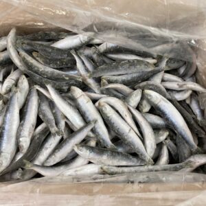 sardinas congeladas a la venta en el mercado de pescado, dispuestos en una caja y en una bolsa